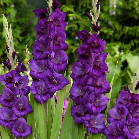 Gladiolus 'Purple Flora'